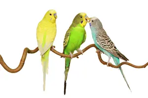Budgerigars: Budgerigars - three on branch