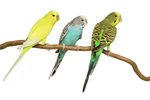 Budgerigars: Budgerigars - three on branch
