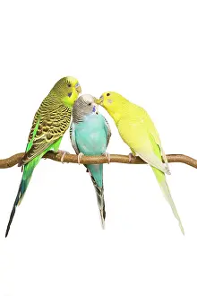Budgerigars: Budgerigars - three on branch