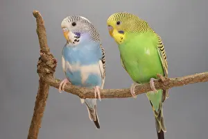 Mutation: Budgerigars on a branch