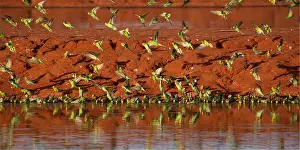 Aboriginal: Budgerigars - coming in to drink - Papunya Aboriginal