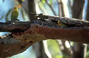 Mates: Budgerigars Courting
