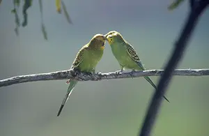 Mates: Budgerigars Courting