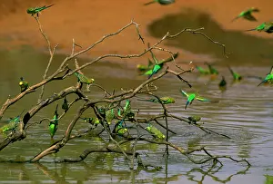 Ephemeral: Budgerigars - Drinking at ephemeral waterhole