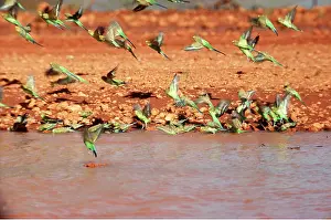 Streams: BUDGERIGARS - flock at waterhole