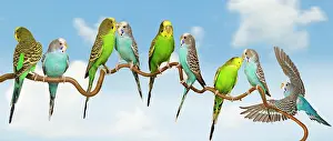 Budgerigar: Budgerigars - group perched on twig