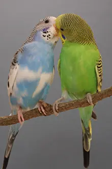 Mutation: Budgerigars kissing on a branch