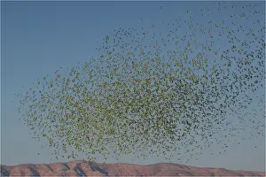 Aboriginal: Budgerigars - a massive flock - coming in to drink