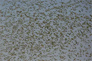 Aboriginal: Budgerigars - a massive flock - coming in to drink
