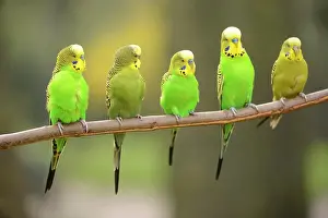 Undulatus: Budgerigars (Melopsittacus undulatus), captive
