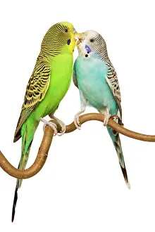 Budgerigars: Budgerigars - two on perch