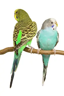 Budgerigars: Budgerigars - two on perch