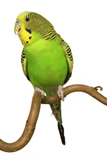 Budgerigars: Budgerigars - on perch