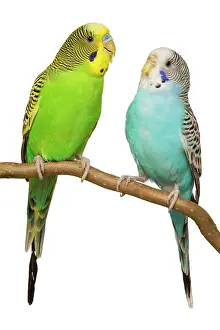 Budgerigars: Budgerigars - on perch
