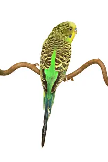 Budgerigars: Budgerigars - on perch - backview
