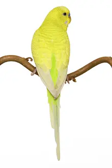 Budgerigars: Budgerigars - on perch - backview