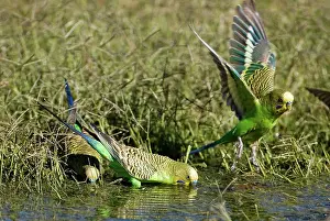 Budgerigar: Budgerigars at a waterhole
