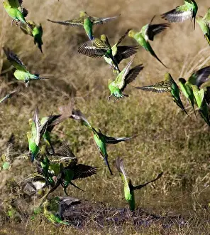 Budgerigar: Budgerigars at a waterhole
