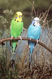 Aviary: BUDGERIGARS - x two on perch, outside