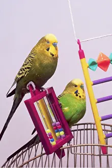 Toys: BUDGERIGARS - x two perching on cage, with toys