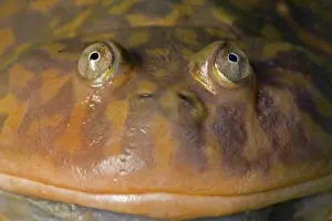 Laevis: Budgett's Frog