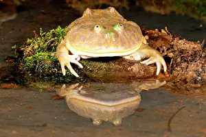 Asper: Budgett's Frog, Lepidobatrachus asper, Native
