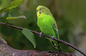 Parakeet: Budgie or common parakeet, native to Australia