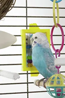 Caged: Budgie Looking in Mirror
