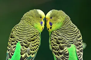 Undulatus: Budgie (Melopsittacus undulatus) mating behaviour