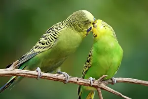 Undulatus: Budgie (Melopsittacus undulatus) mating behaviour