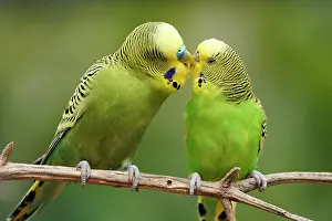 Undulatus: Budgie (Melopsittacus undulatus) mating behaviour