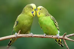 Undulatus: Budgie (Melopsittacus undulatus) mating behaviour