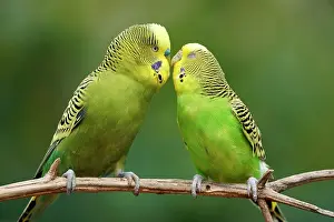 Undulatus: Budgie (Melopsittacus undulatus) mating behaviour