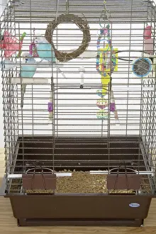 Caged: Budgies in a Cage