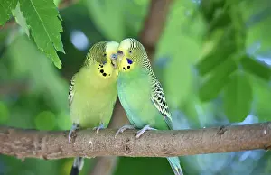 Parakeet: Budgies (Melopsittacus undulatus) on a branch, Germany