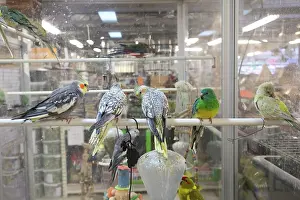 Shops: Budgies for sale in pet shop