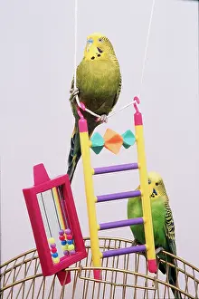 Toys: BUDGIES - WITH TOYS ON CAGE