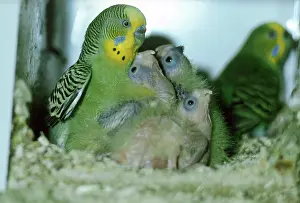 Undulatus: Budgies with young