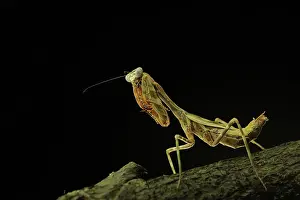 Affinis: Budwing Mantis