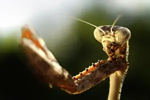 Affinis: Budwing Mantis