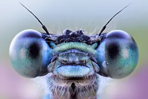 Zygoptera: Bue eyes damselfly (Zygoptera), Luzzara, Reggio