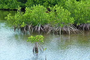 Maria: Buena Vista Bay, Cayo Santa Maria, Cuba