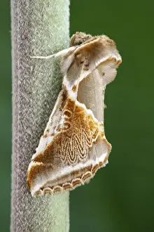 Arches: Buff Arches Moth - Norfolk UK