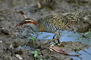 Gallirallus: Buff-banded Rail