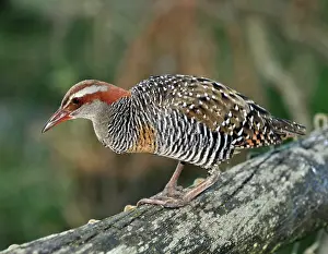 Gallirallus: Buff-banded Rail