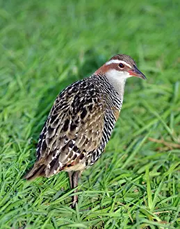 Gallirallus: Buff-banded Rail