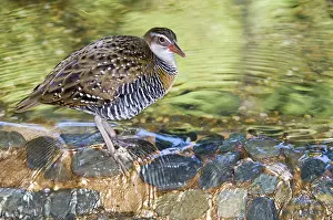 Gallirallus: Buff-banded rail