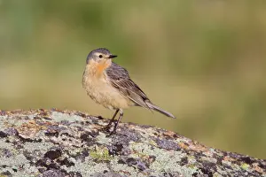 Anthus: Buff-bellied / American Pipit