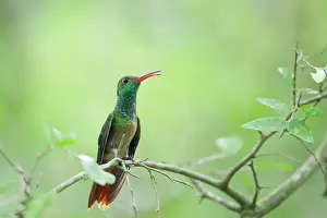Amazilia: Buff-bellied Hummingbird
