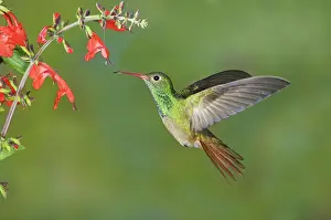 Humming: Buff-bellied Hummingbird